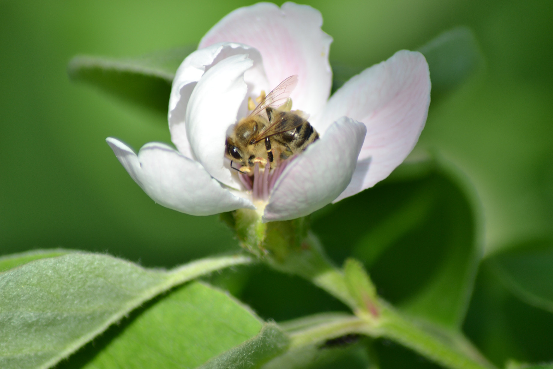 insecta