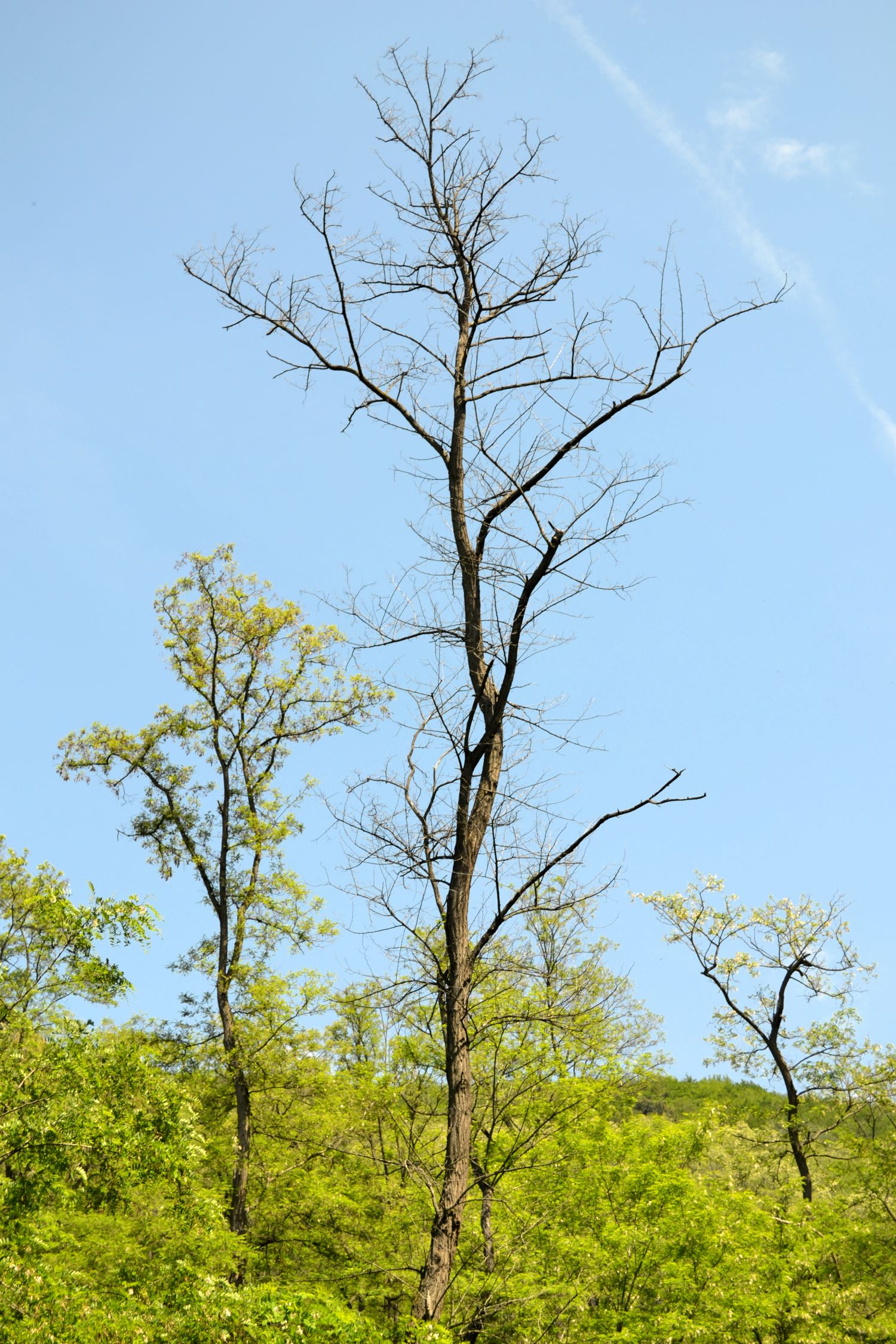 pădure