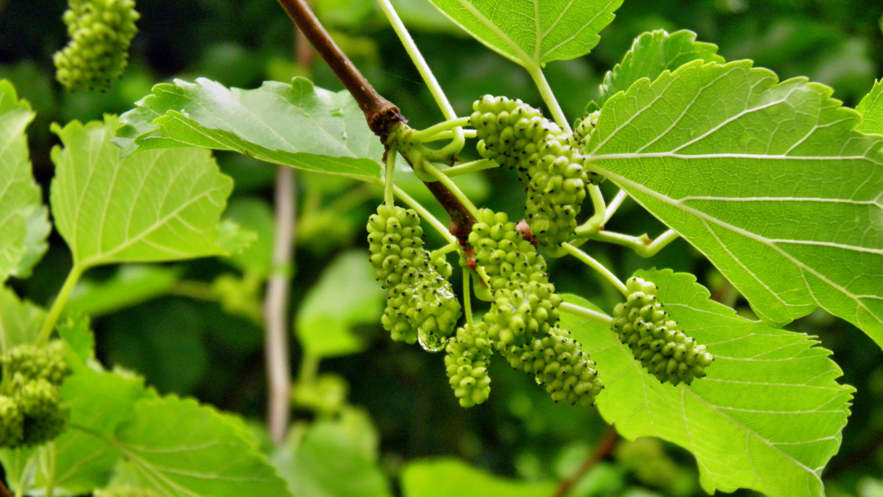 fructe