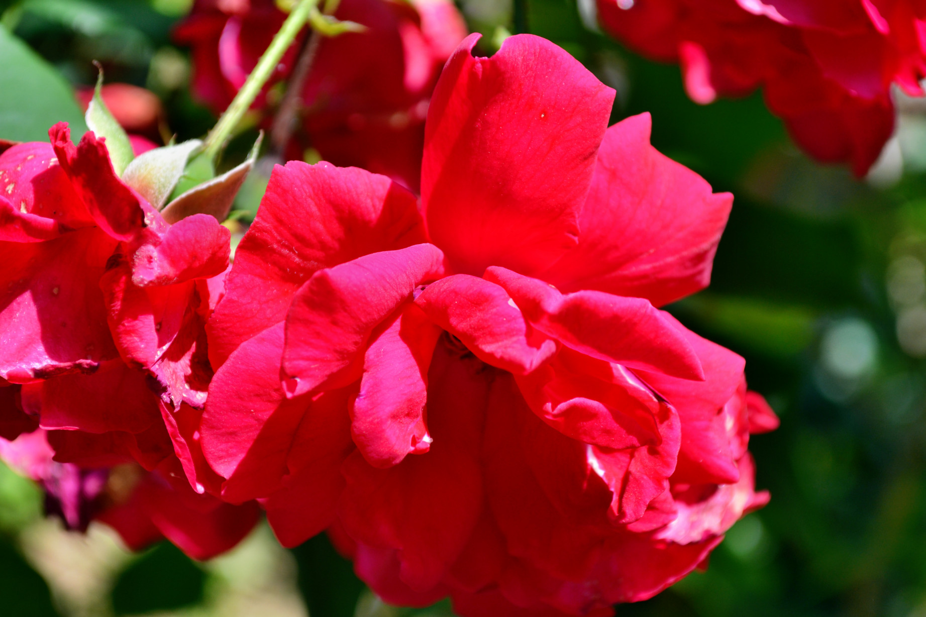floare