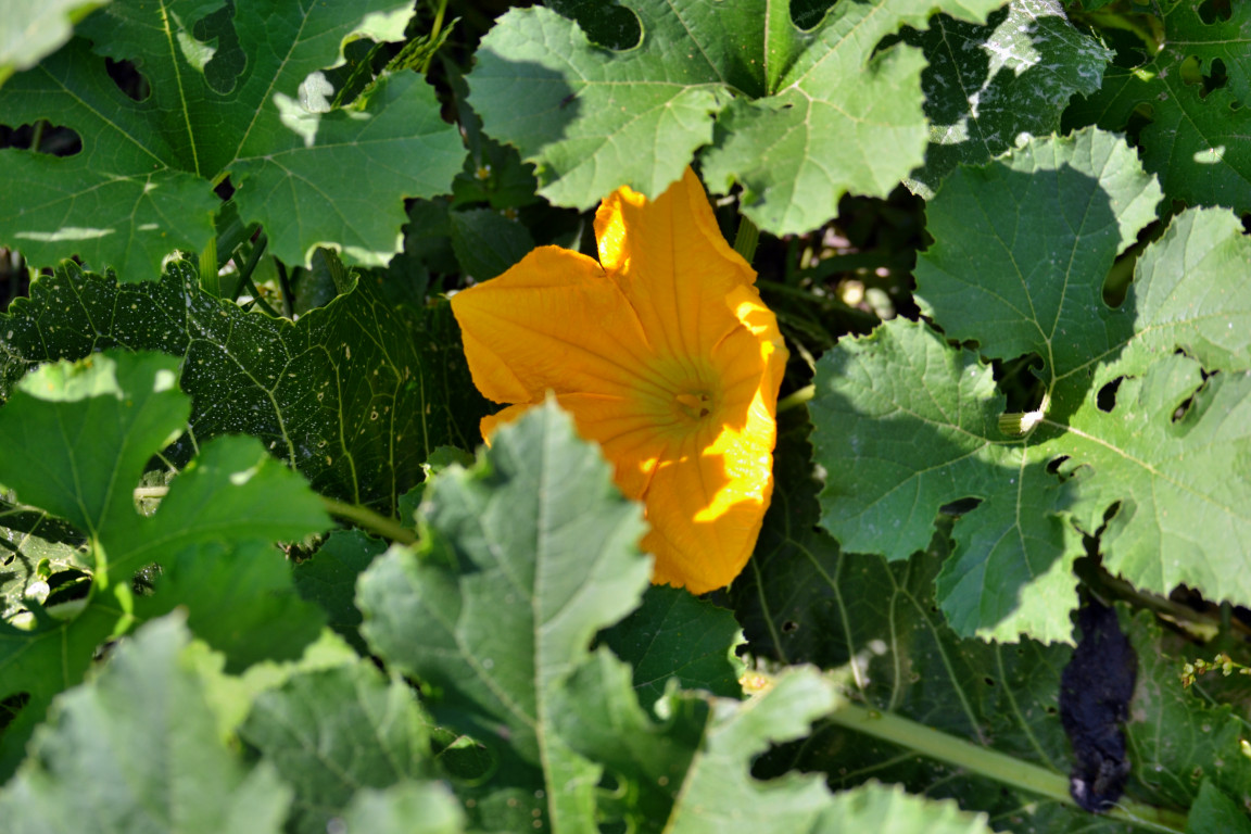 Pumpkin flower