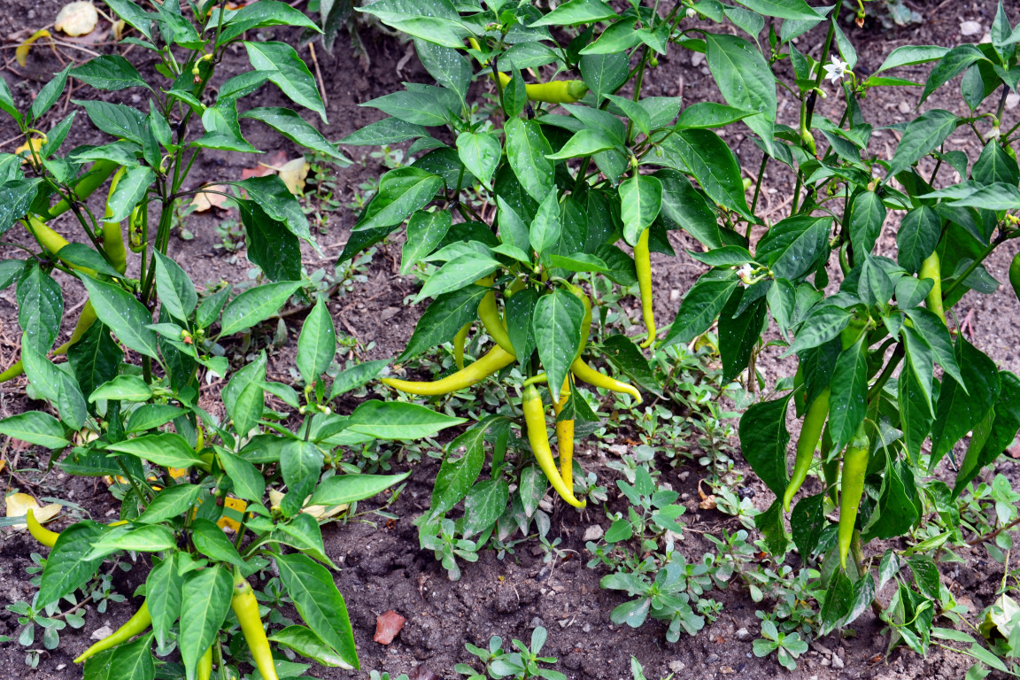 chillies