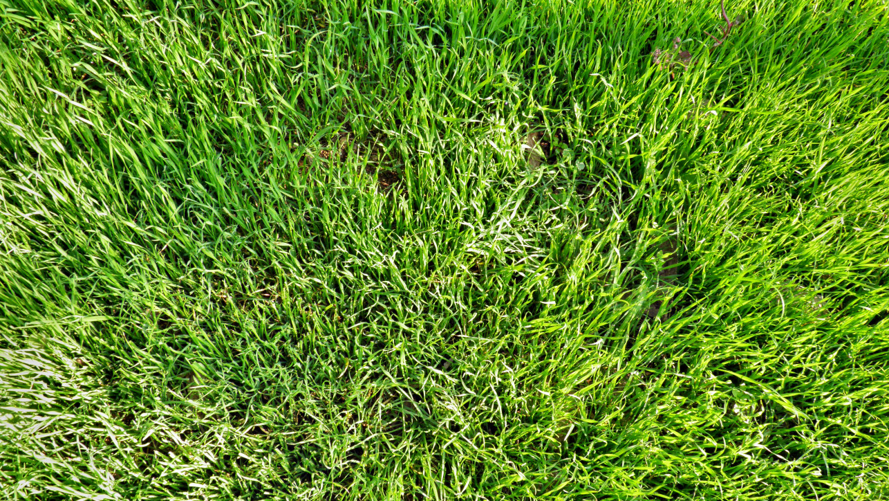 green grass in October
