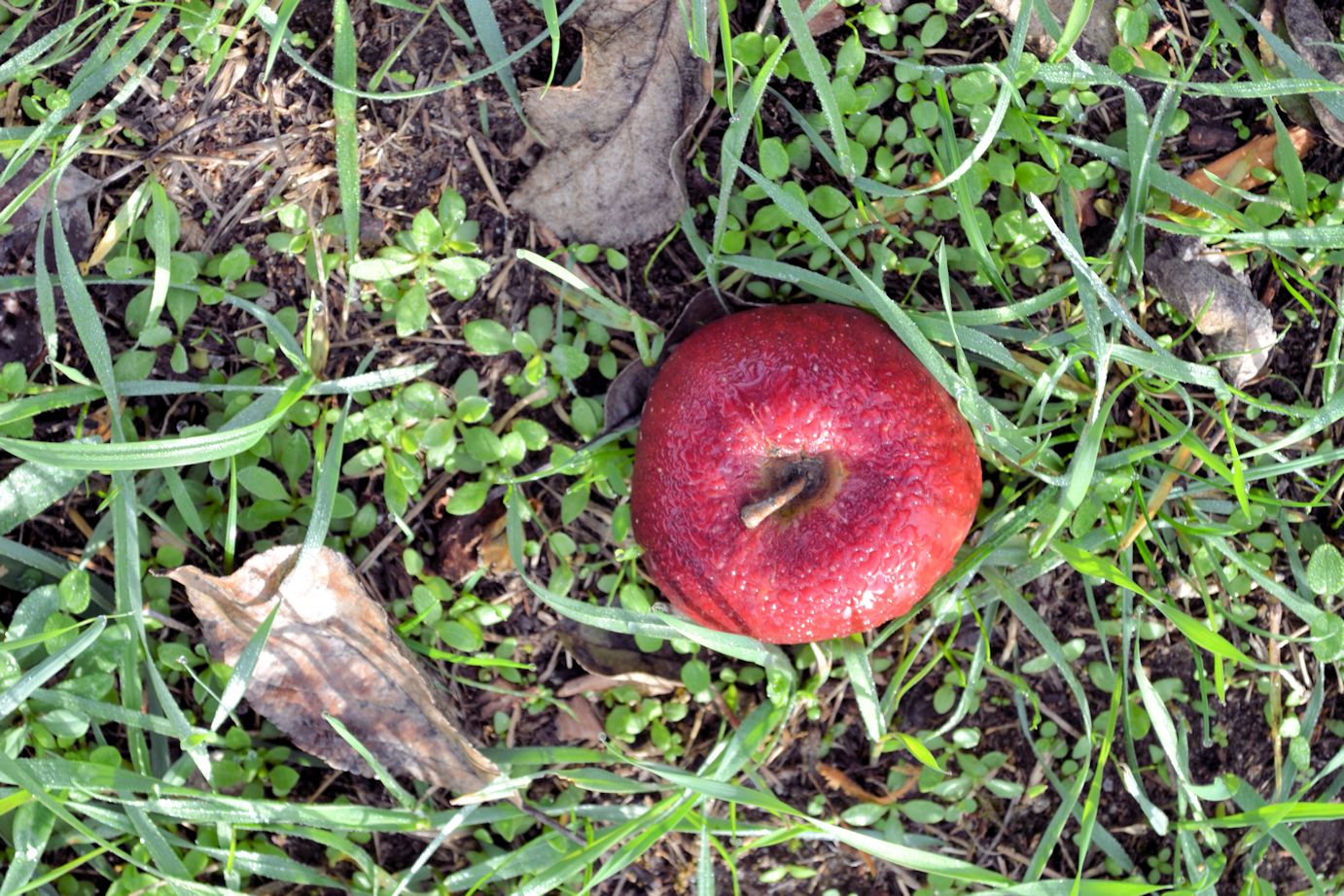 apple