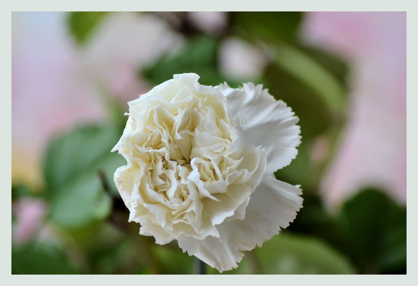 carnation