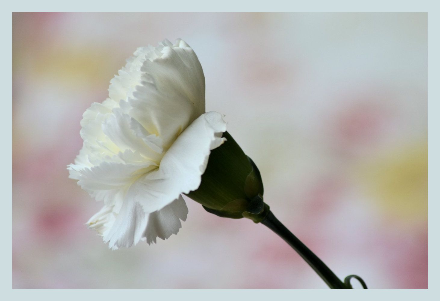 garoafa alba