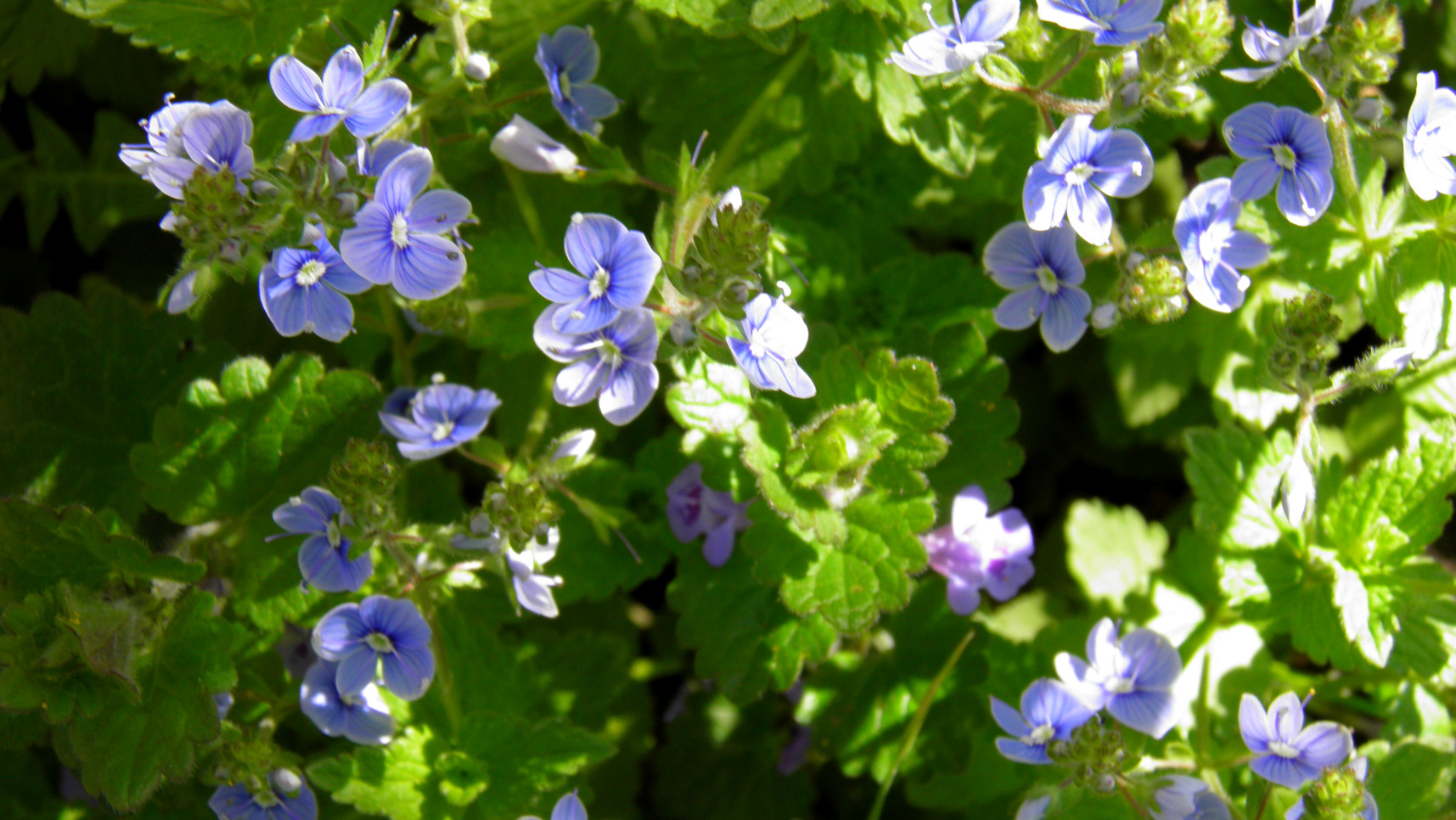 floricele