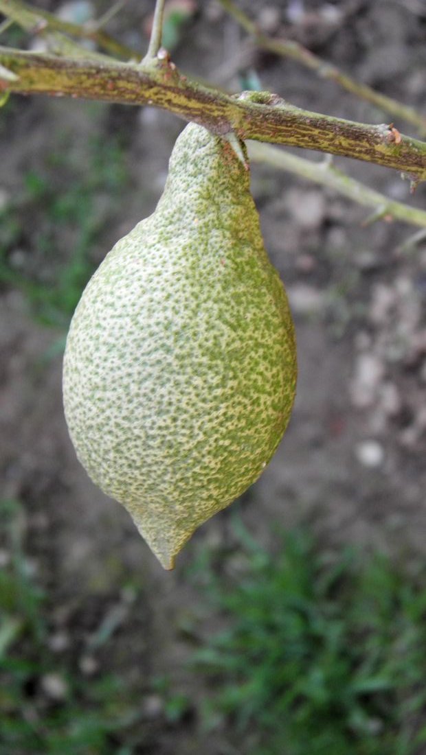 lămâie verde