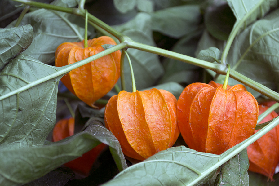 floare faină