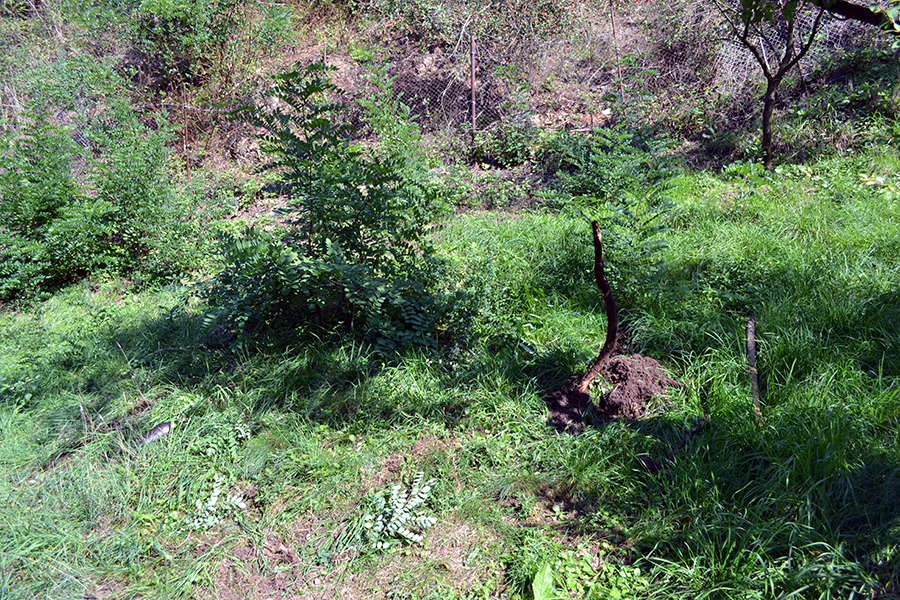 radacina de salcam