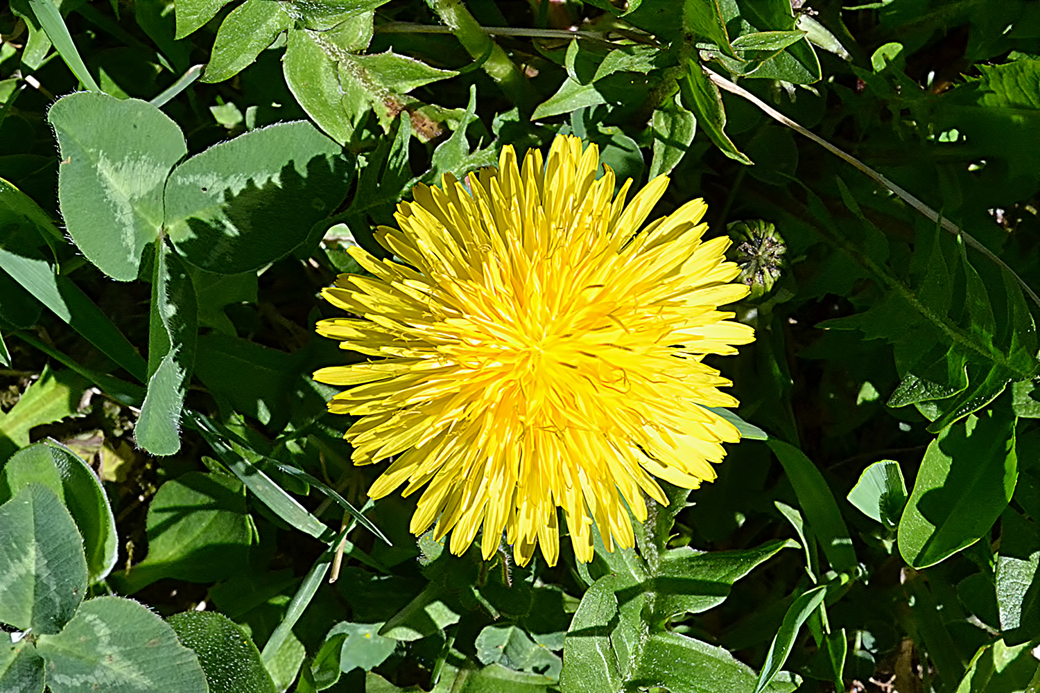 floare de papadie